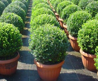 Japanische Stechpalme in Kugelform (Ilex crenata 'Convexa')
