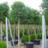 Stechpalme als Baum (Ilex 'Nellie R. Stevens')