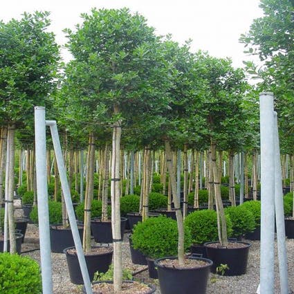 Hulst als boom (Ilex 'Nellie R. Stevens')