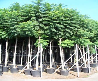 Jacaranda (Jacaranda mimosifolia)