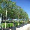 Walnussbaum (Juglans regia)