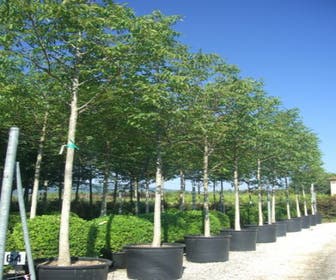 Walnussbaum (Juglans regia)