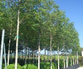 Walnussbaum (Juglans regia)