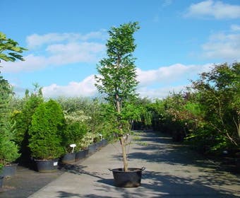 Seifenbaum (Koelreuteria paniculata 'Fastigiata')