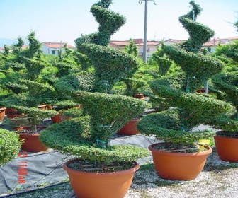 Liguster als Spirale (Ligustrum delavayanum)