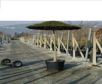 Liguster als Dachbaum (Ligustrum delavayanum )