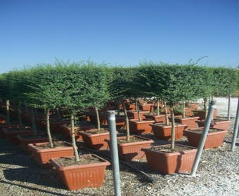 Liguster auf Stamm (Ligustrum delavayanum, Kubus)