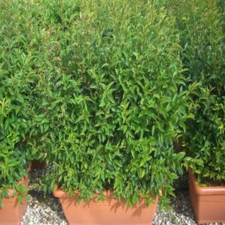 Liguster als Mitnahmehecke (Ligustrum japonicum)