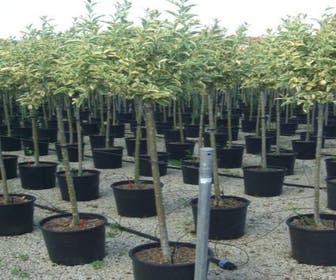 Liguster auf Stamm (Ligustrum 'Excelsum Superbum')