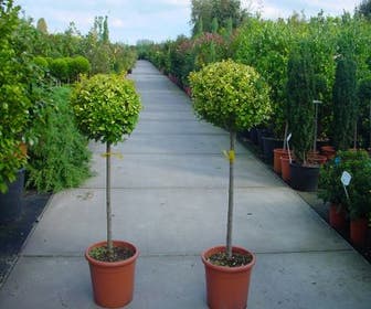 Liguster auf Stamm (Ligustrum ovalifolium 'Aureum')