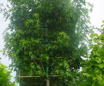 Amberbaum als Spalierbaum (Liquidambar  styraciflua 'Worplesdon')
