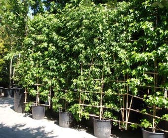 Amberbaum als Spalierform (Liquidambar styraciflua 'Worplesdon')