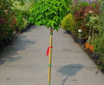 Amberbaum auf Stamm (Liquidambar 'Gum Ball')