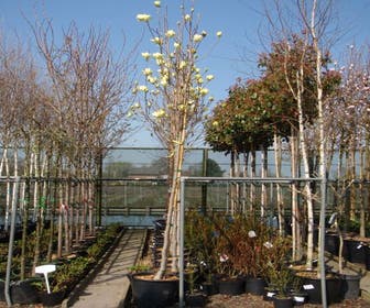 Biberbaum (Magnolia 'Yellow River')