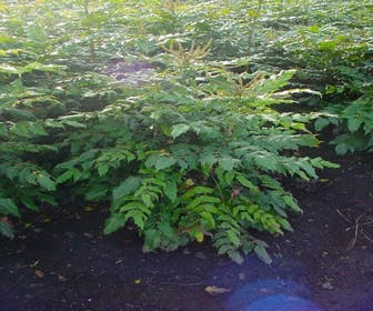 Chinesischer Mahonienstrauch (Mahonia bealei 'Hivernant')