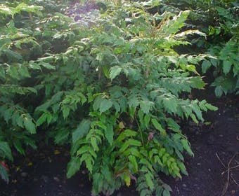 Chinesischer Mahonienstrauch (Mahonia bealei 'Hivernant')