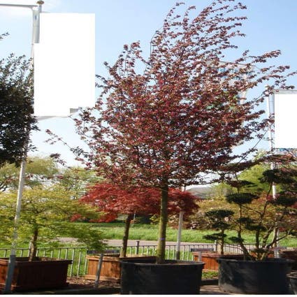 Zierapfel (Malus 'Profusion')