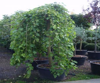 Maulbeerbaum als Trauerbaum (Morus alba 'Pendula')