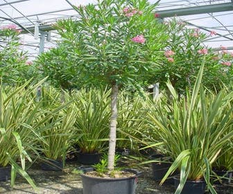 Oleander als Baum (Nerium oleander)
