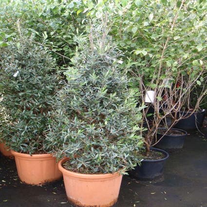 Olivenbaum (Olea europaea 'Cipressino')