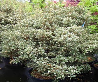 Scheinbuchsbaum (Osmanthus heterophyllus 'Variegatus')