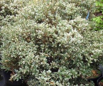 Scheinbuchsbaum (Osmanthus heterophyllus 'Variegatus')