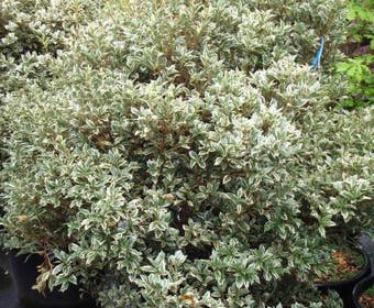 Scheinbuchsbaum (Osmanthus heterophyllus 'Variegatus')
