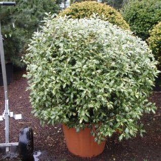 Scheinbuchsbaum in Kugelform (Osmanthus heterophyllus 'Goshiki')
