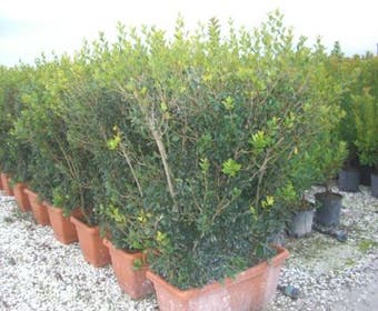 Scheinbuchsbaum als Mitnahmehecke (Osmanthus heterophyllus)
