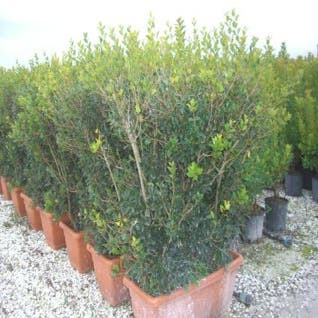 Scheinbuchsbaum als Mitnahmehecke (Osmanthus heterophyllus)