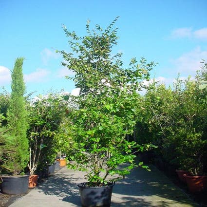 Persisches Eisenholz (Parrotia persica 'Vanessa')