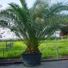 Kanarische Dattelpalme (Phoenix canariensis)