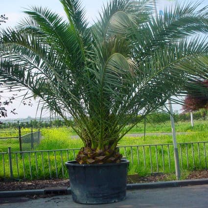 Canarische dadelpalm (Phoenix canariensis)