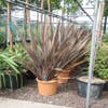 Neuseeländisches Flachs (Phormium tenax 'Purpureum')
