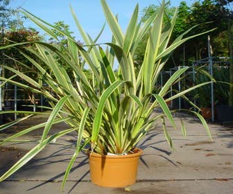 Neuseeländisches Flachs (Phormium tenax 'Variegatum')