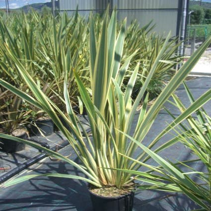Neuseeländisches Flachs (Phormium tenax 'Variegatum')