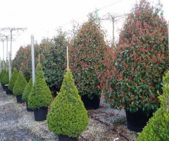Glanzmispel, Pyramide (Photinia fraseri 'Red Robin' )