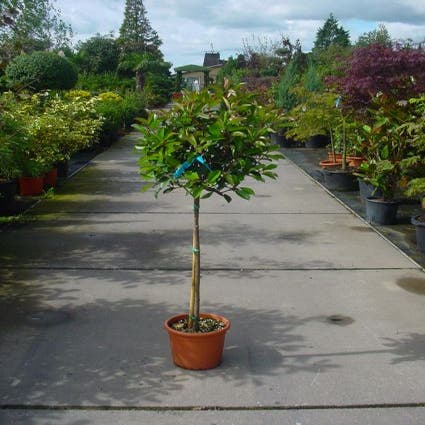 Glansmispel op stam (Photinia fraseri 'Red Robin' )