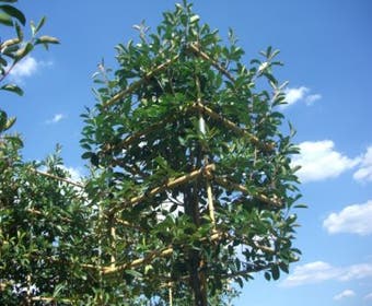 Glanzmispel in Kubusform (Photinia fraseri 'Red Robin' )