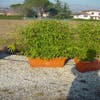Bambus als Mitnahmehecke (Phyllostachys aurea)