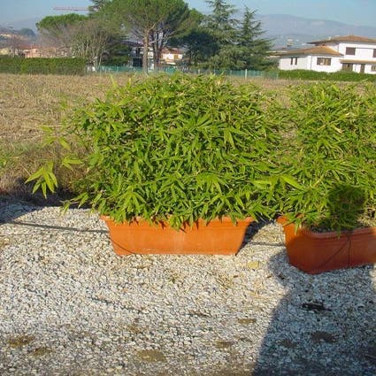 Bambus als Mitnahmehecke (Phyllostachys aurea)