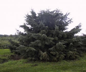 Fichte (Picea breweriana)
