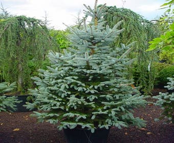 Amerikanische Blaue Fichte (Picea pungens 'Fat Albert')