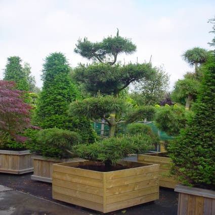Pinus nigra nigra bonsai
