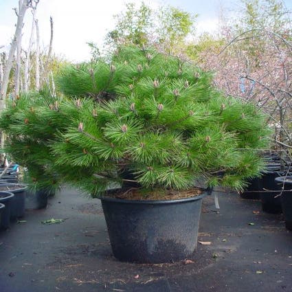 Kugelformige Schwarzkiefer (Pinus nigra 'Brepo')