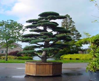 Die Kiefer als Bonsai (Pinus penthaphylla)