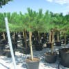 Schirmkiefern auf Stamm (Pinus pinea)