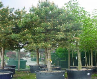 Waldkiefer (Pinus sylvestris)