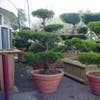 Waldkiefer als Bonsai (Pinus sylvestris)