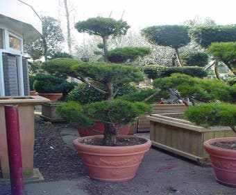 Waldkiefer als Bonsai (Pinus sylvestris)